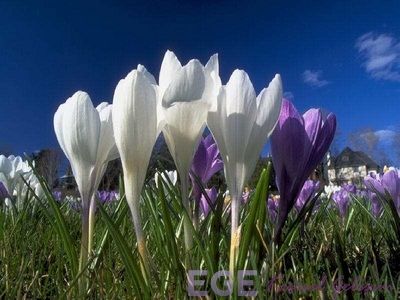 Nevruz kutlamaları